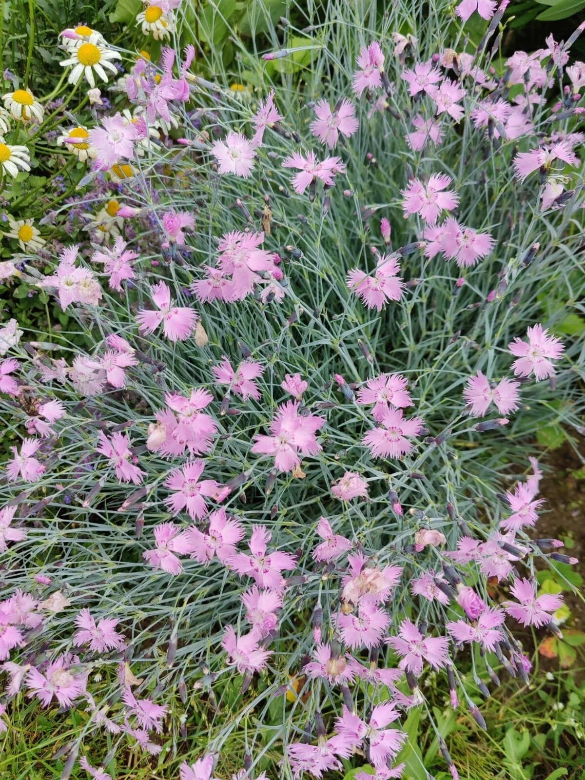 Pfingstnelke Samen aus unserem Naturgarten auf Last Farm