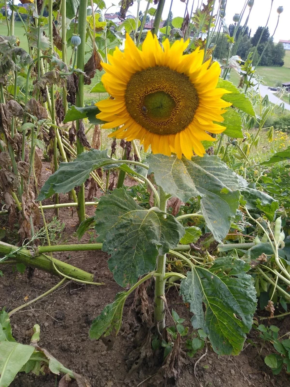Zwergsonnenblume Samen aus unserem Naturgarten auf Last Farm