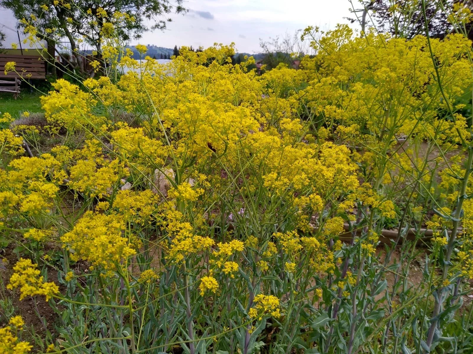 Färberwaid Samen aus unserem Naturgarten auf Last Farm