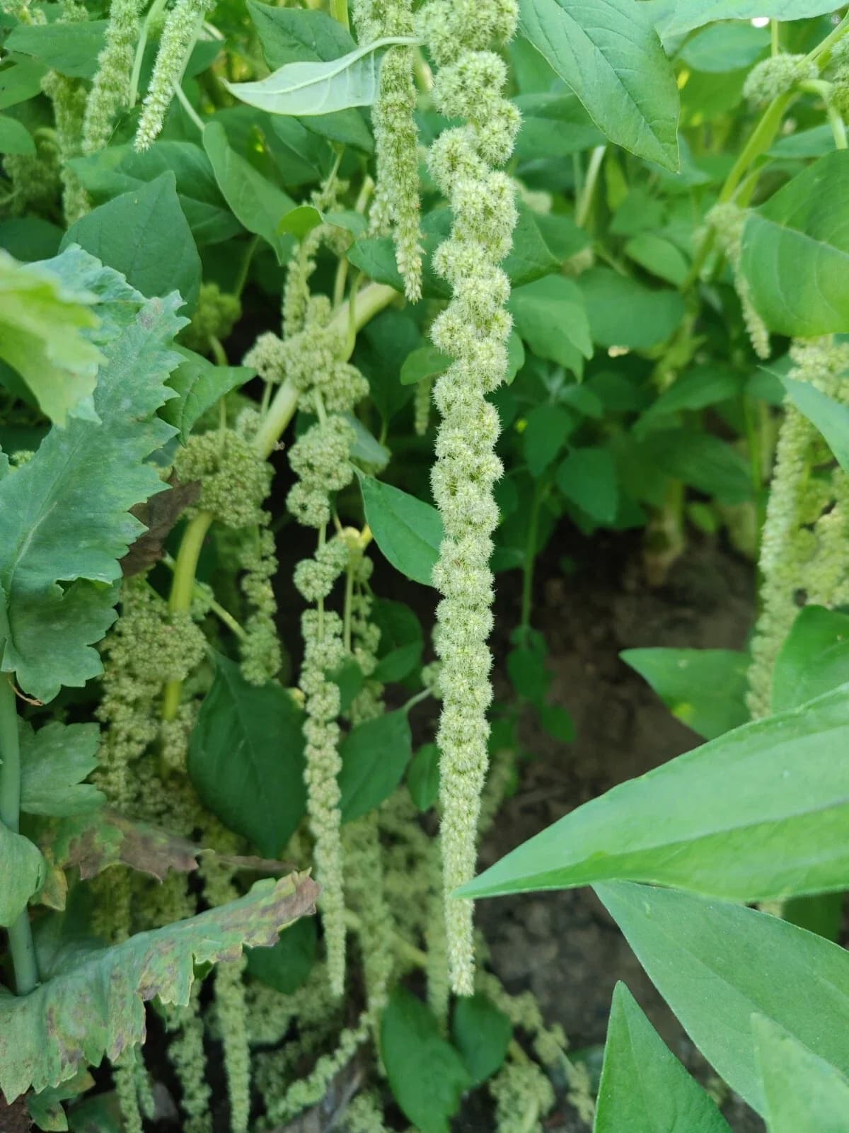 Hängeamaranth "Green Cascade" Samen aus unserem Naturgarten auf Last Farm