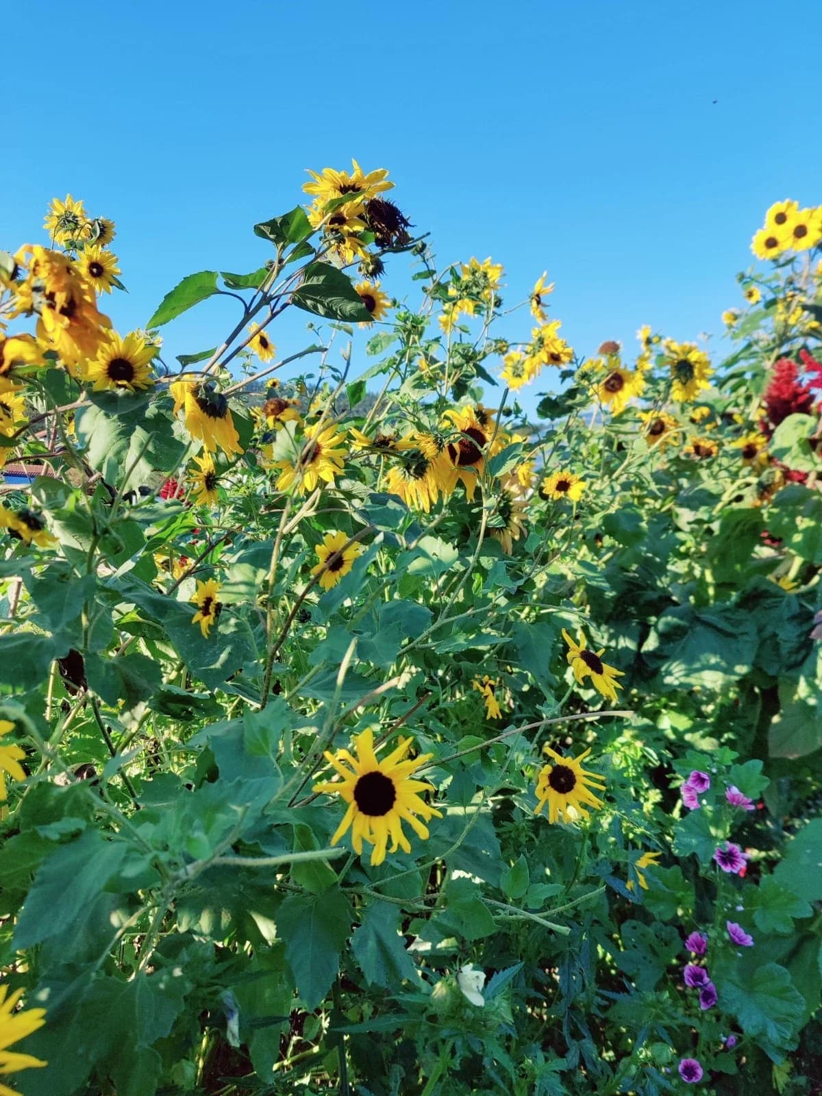 Kleinblumige Sonnenblume Samen aus unserem Naturgarten auf Last Farm