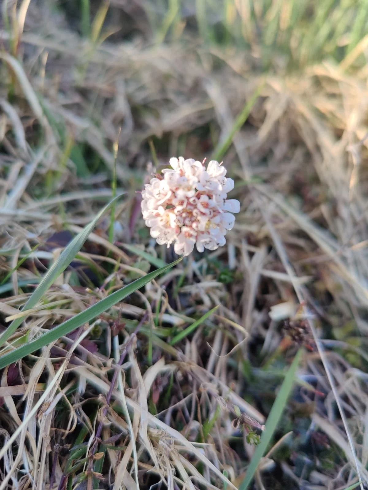 Berg-Hellerkraut Samen aus unserem Naturgarten auf Last Farm