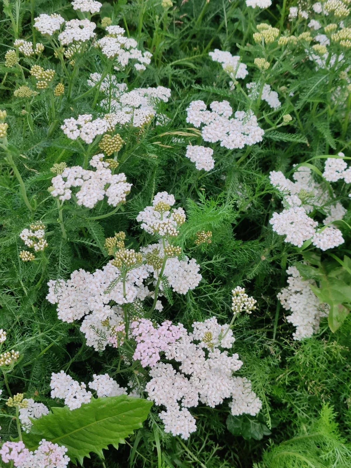 Gewöhnliche Schafgarbe Samen aus unserem Naturgarten auf Last Farm
