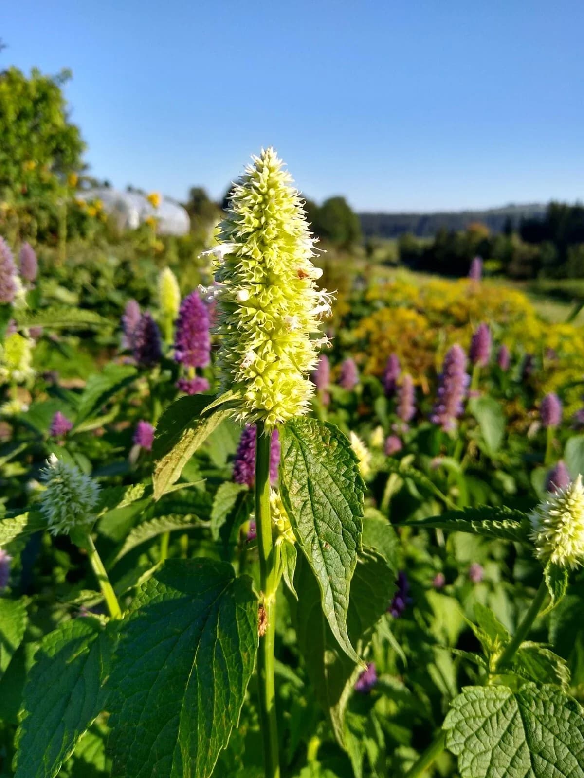 Korea-Minze weiß Samen aus unserem Naturgarten auf Last Farm