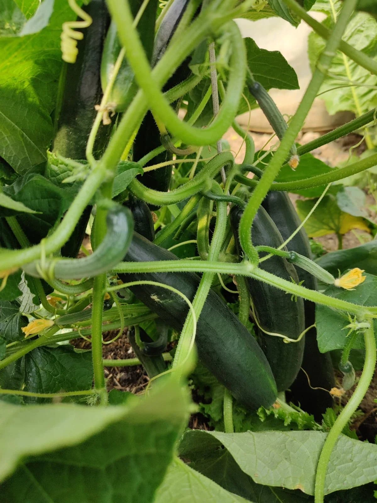 Salatgurke "Tanja" Samen aus unserem Naturgarten auf Last Farm