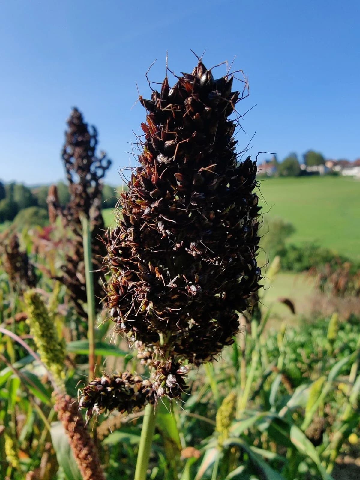Mohrenhirse Samen aus unserem Naturgarten auf Last Farm