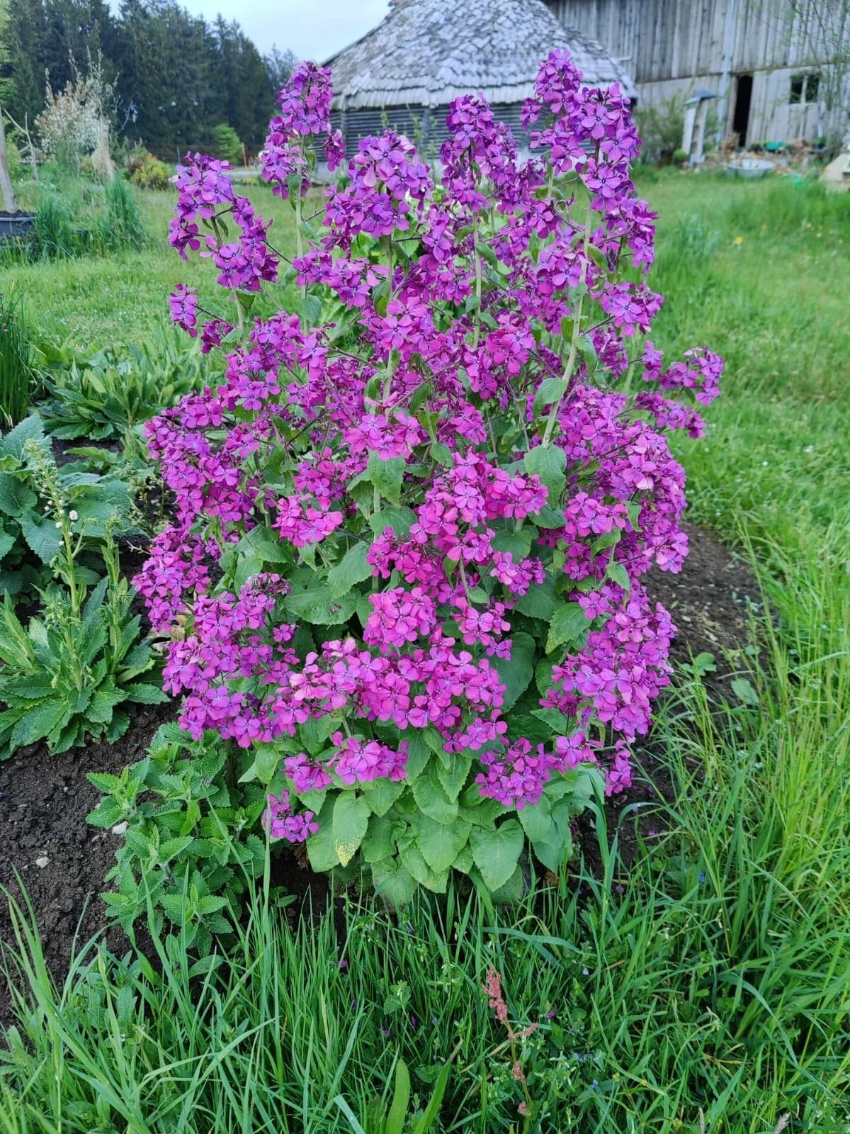 Silbertaler Silberblatt Samen aus unserem Naturgarten auf Last Farm