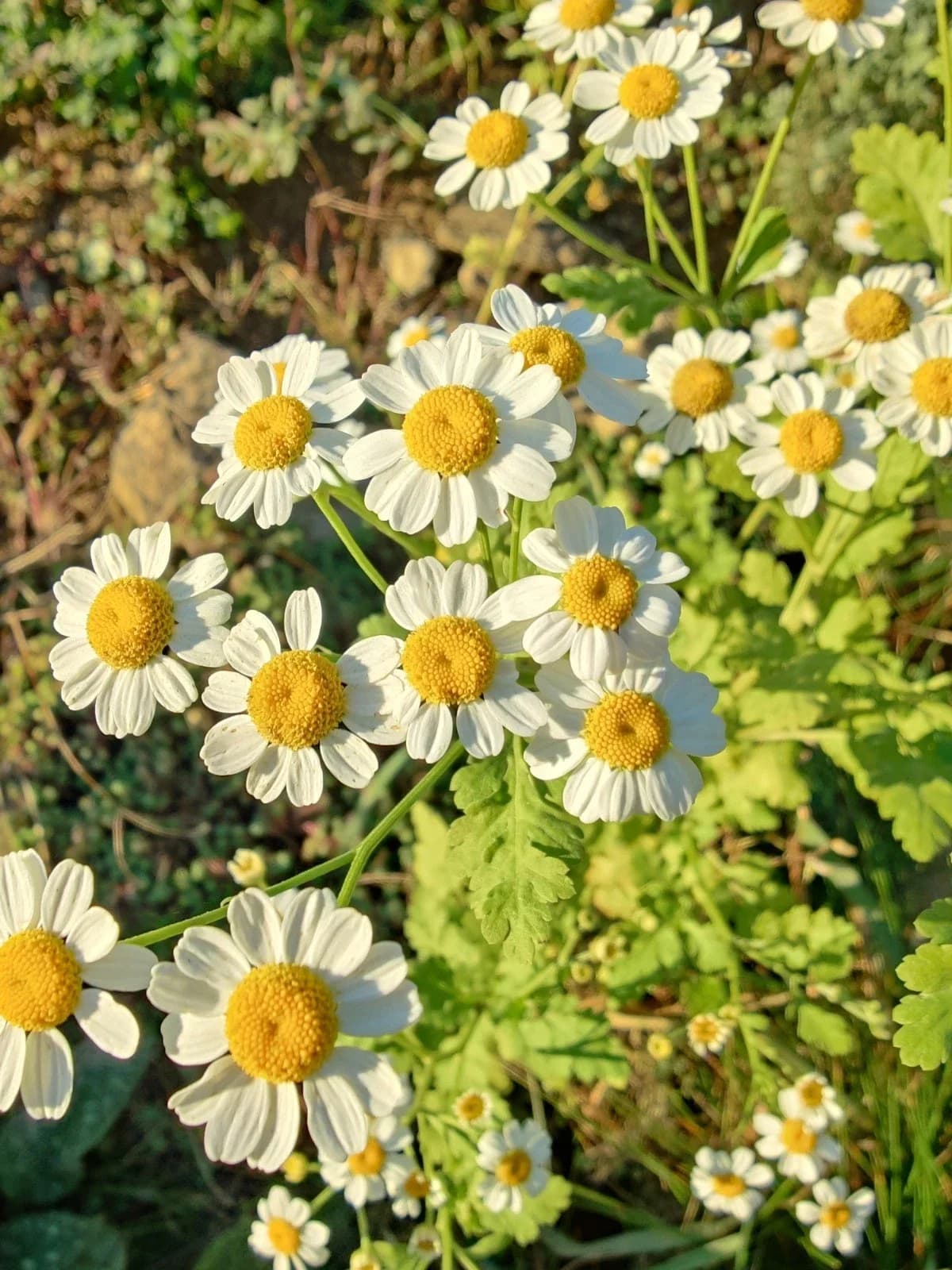 Mutterkraut ungefüllt Samen aus unserem Naturgarten auf Last Farm