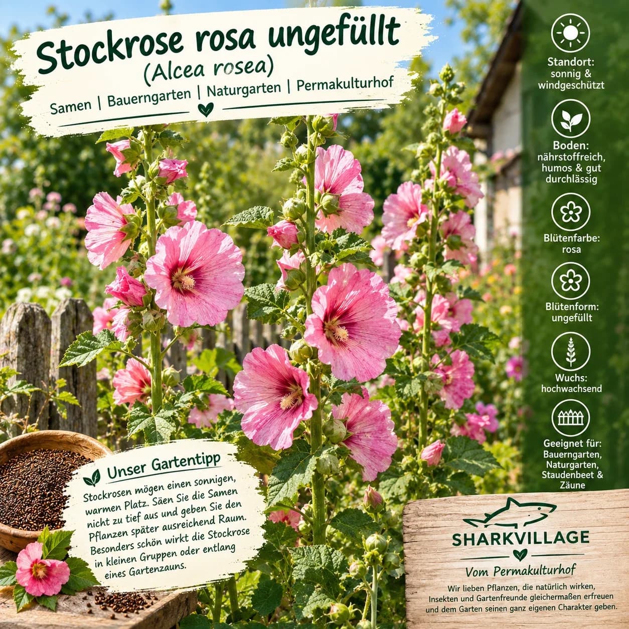 Gewöhnliche Stockrose rosa ungefüllt Samen aus unserem Naturgarten auf Last Farm