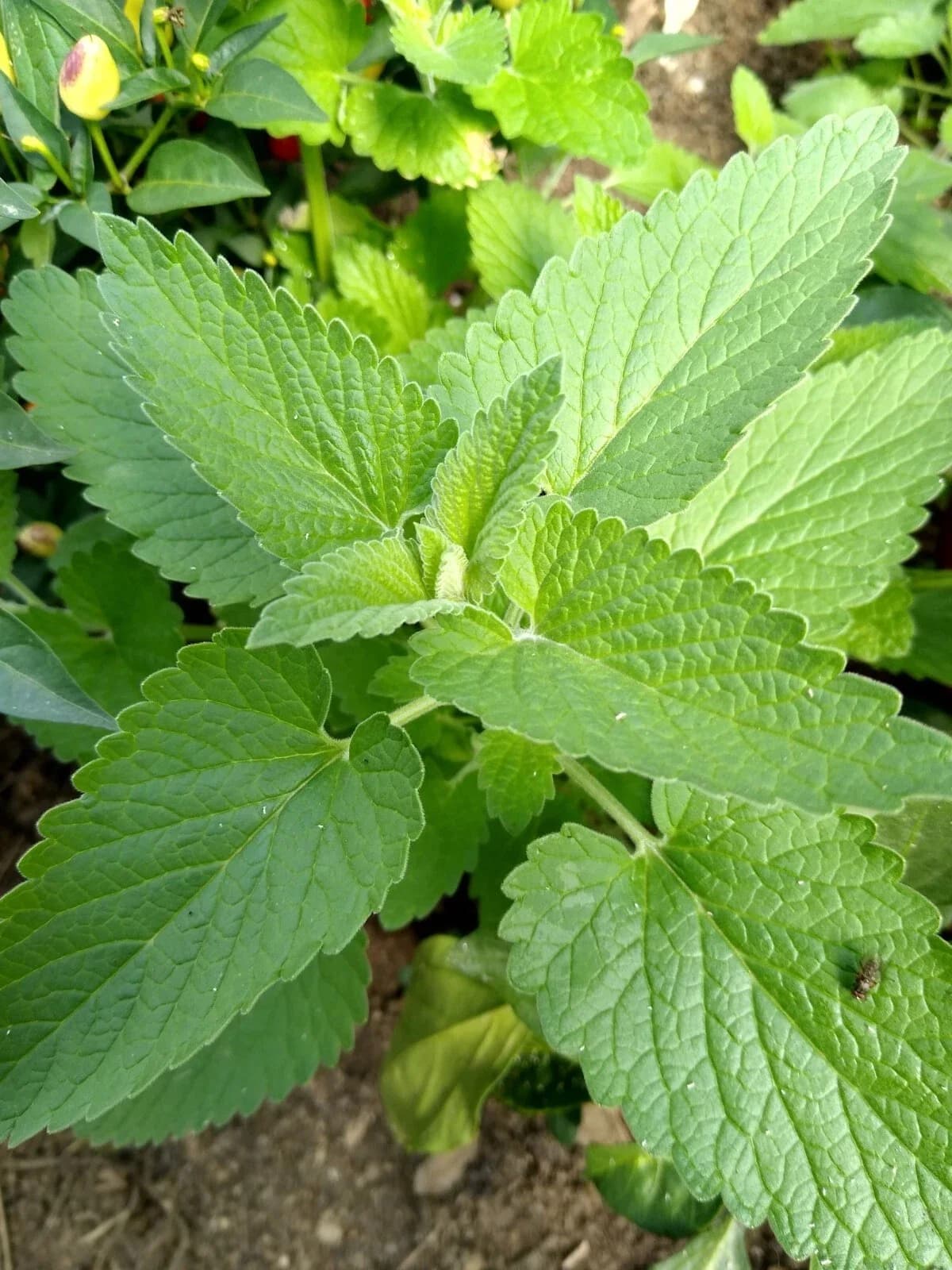Weiße Melisse Samen aus unserem Naturgarten auf Last Farm