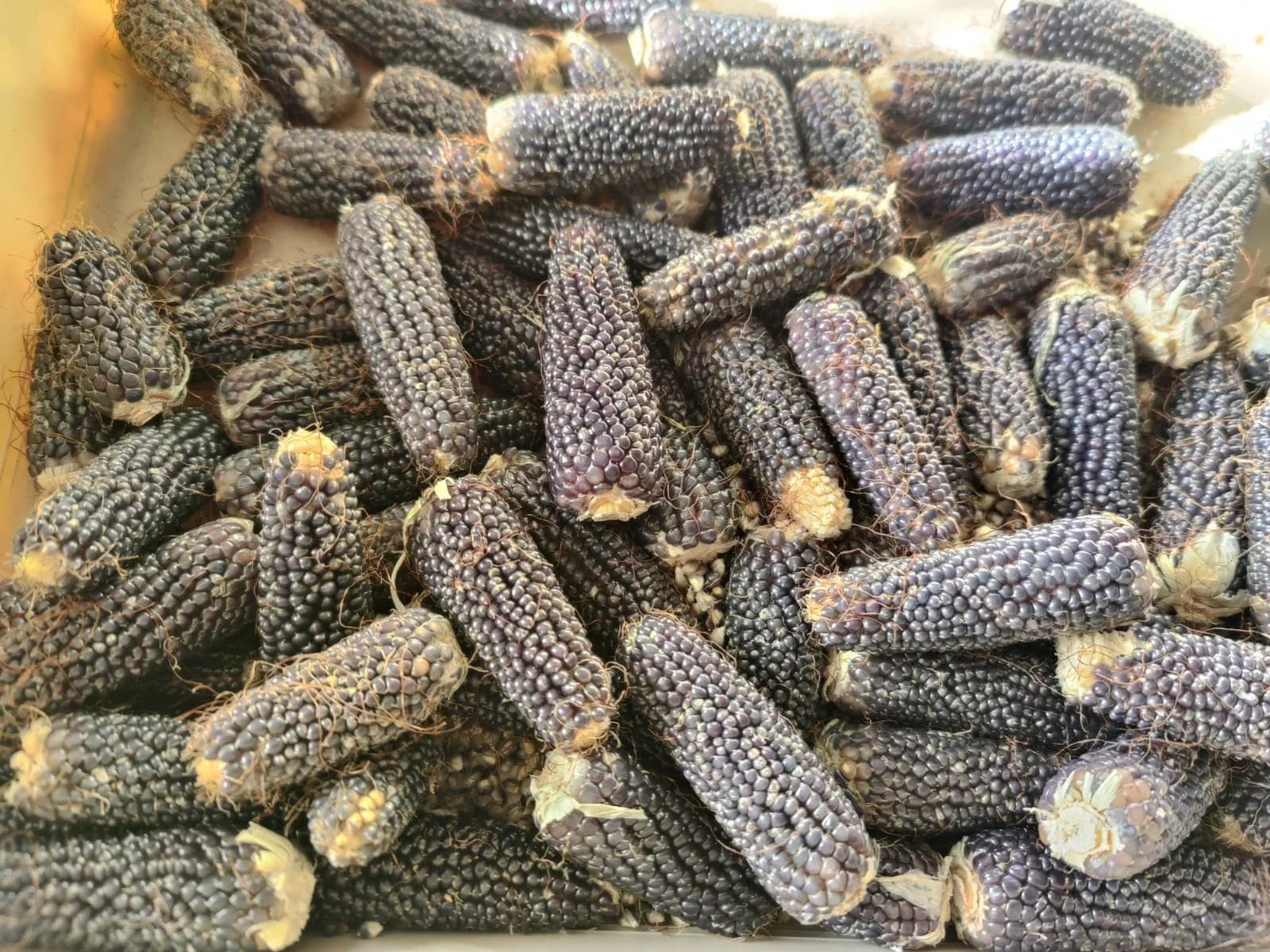 Popcorn-Mais "Negro Cine" Samen aus unserem Naturgarten auf Last Farm