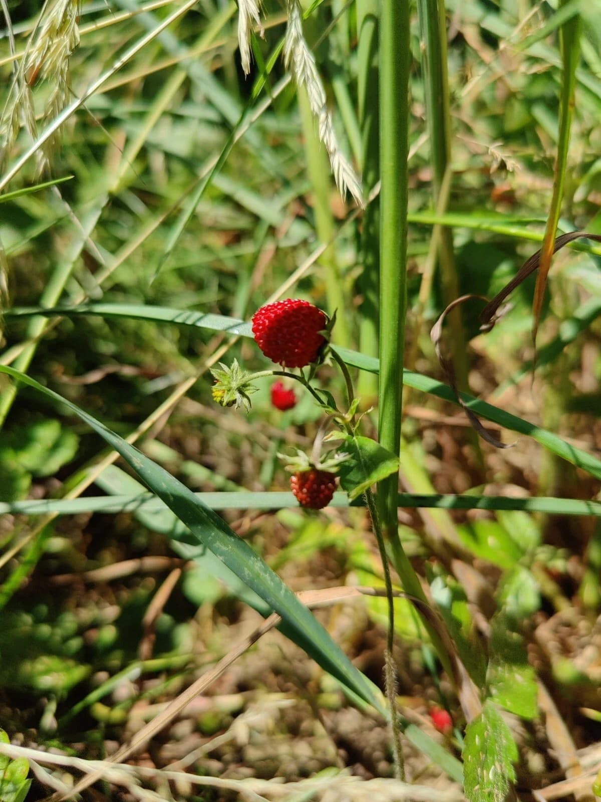 Walderdbeeren Monatserdbeere Samen aus unserem Naturgarten auf Last Farm