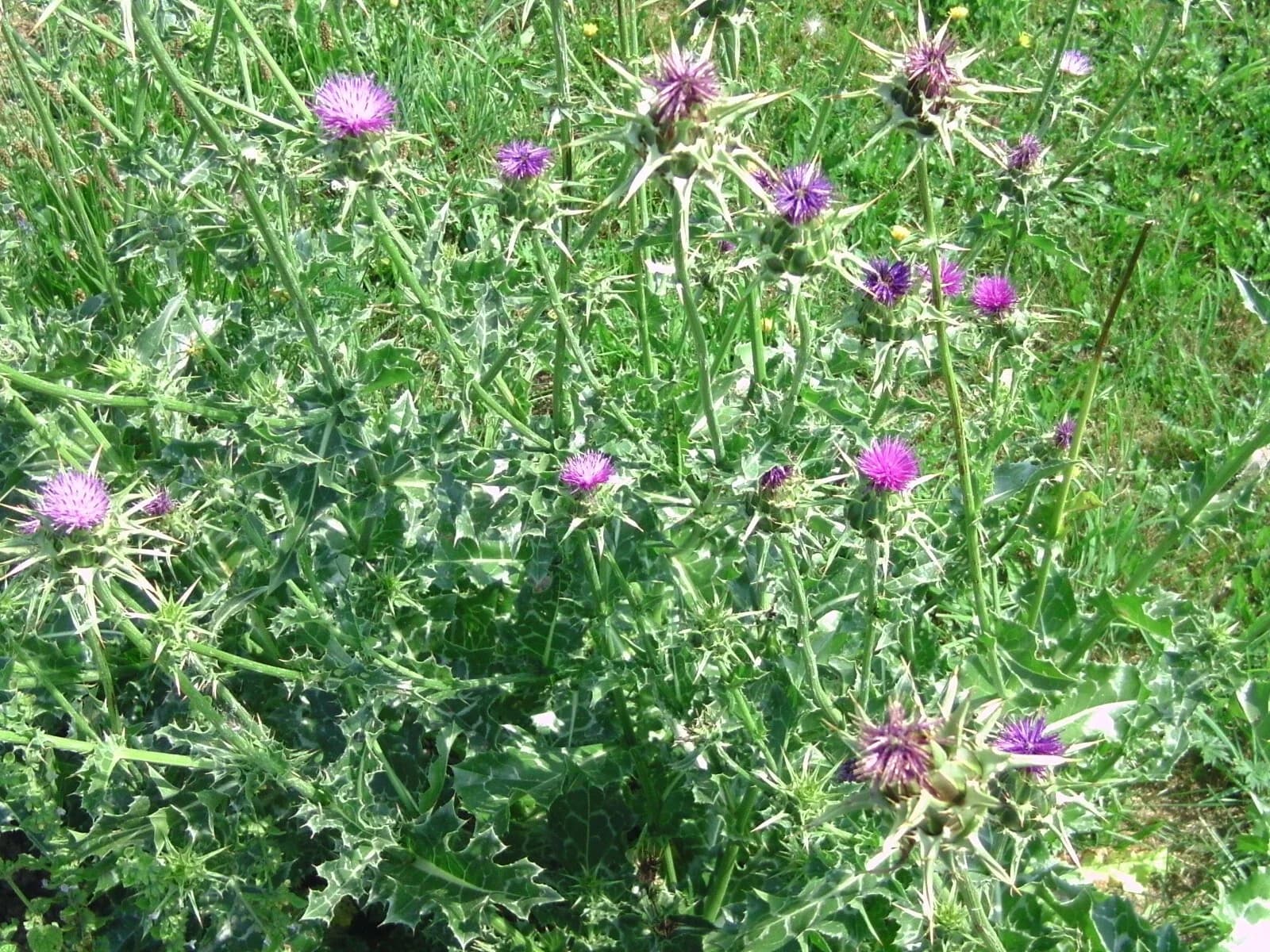Mariendistel Samen aus unserem Naturgarten auf Last Farm