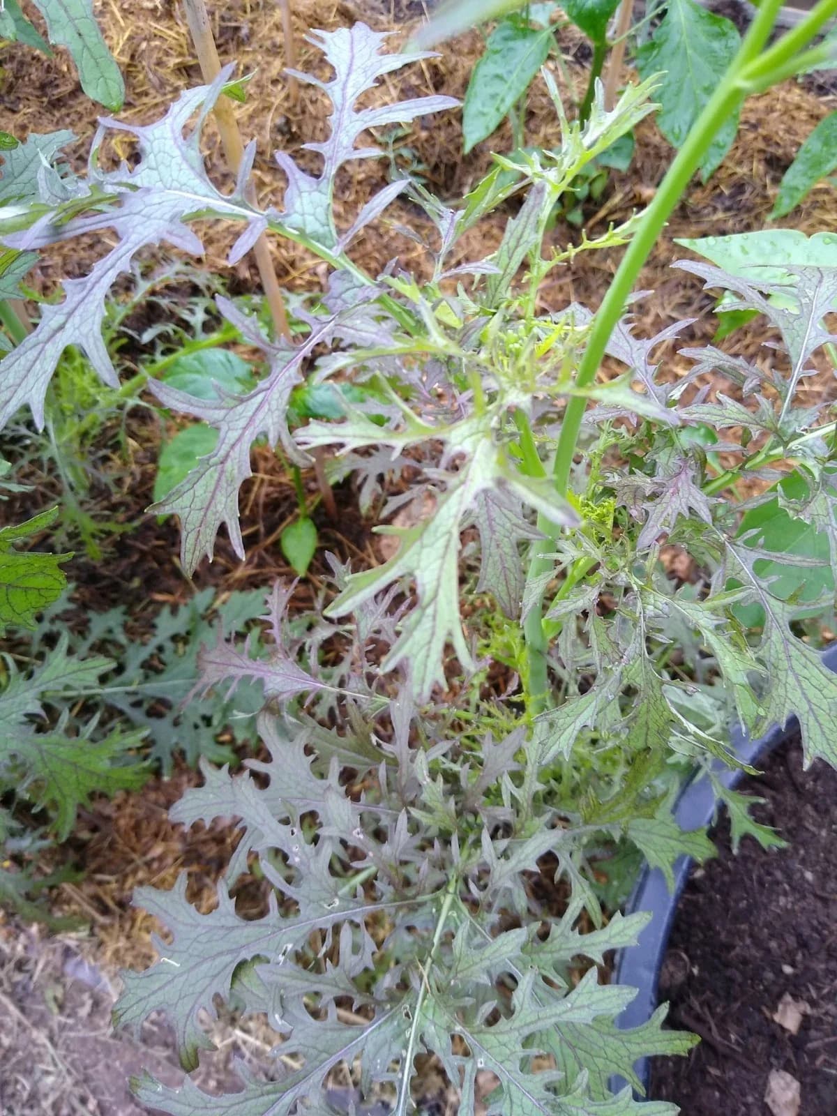 Asia-Salat rot "Moutarde rouge metis" Samen aus unserem Naturgarten auf Last Farm