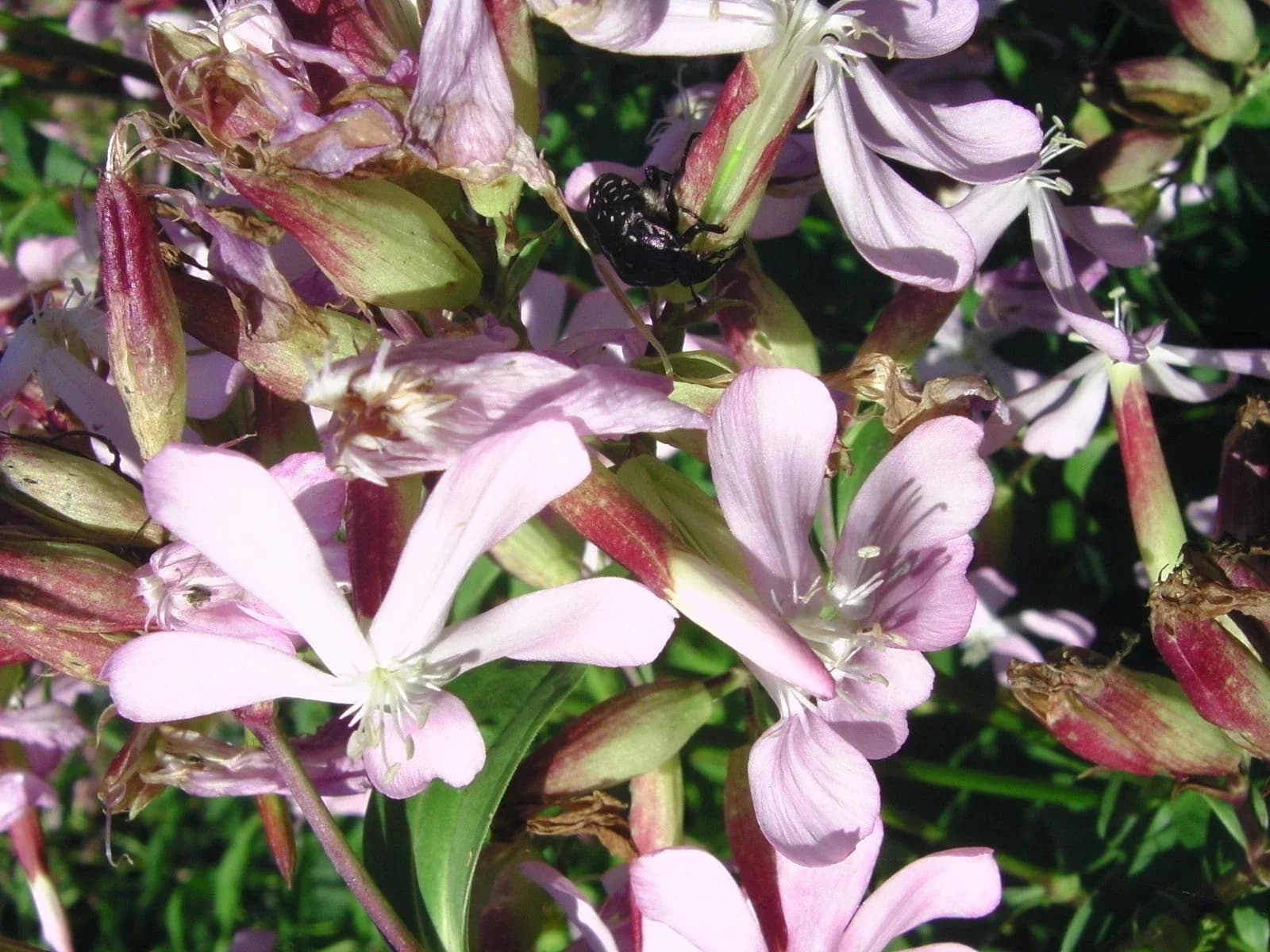 Seifenkraut Samen aus unserem Naturgarten auf Last Farm
