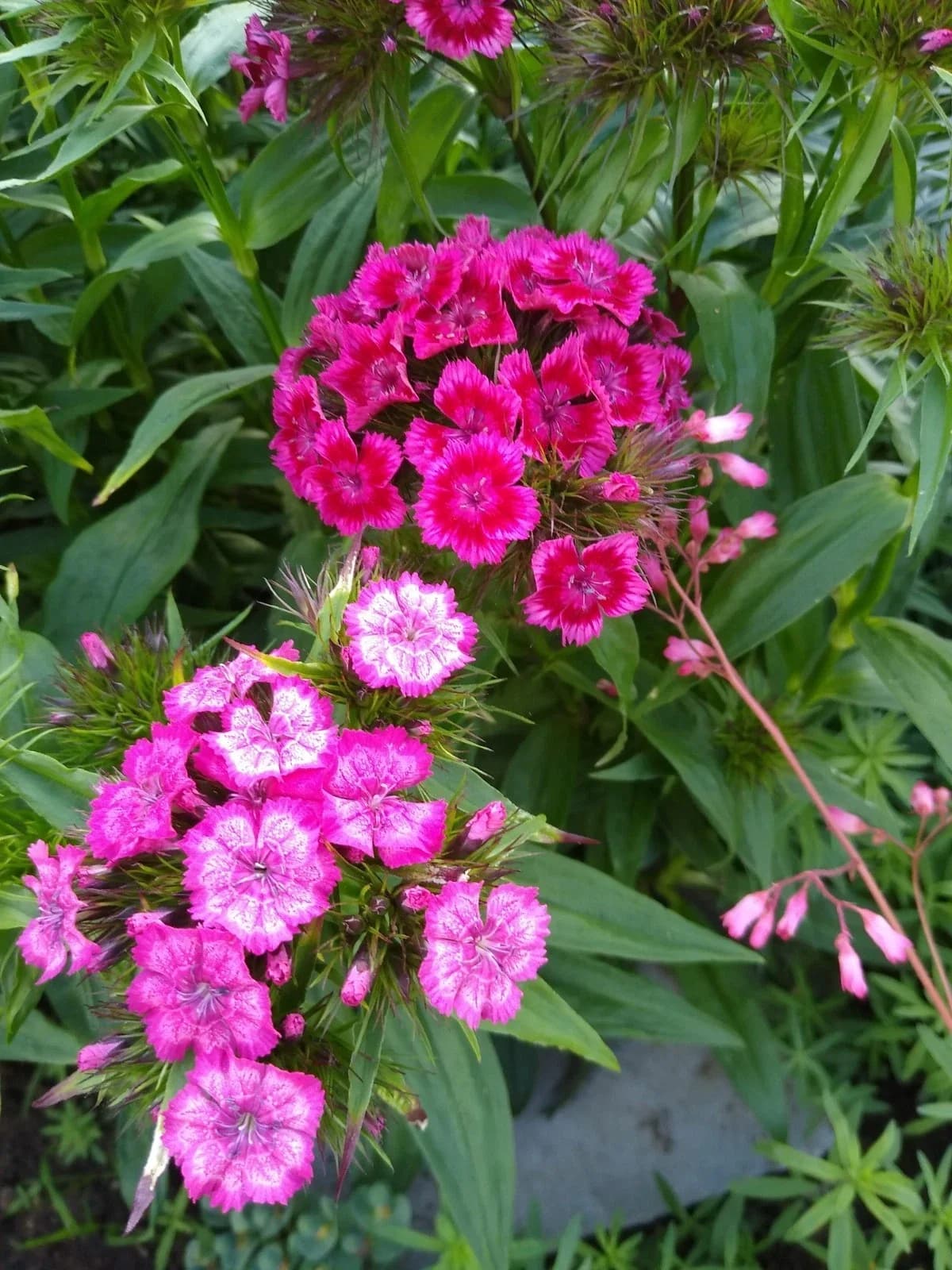 Bartnelken Samen aus unserem Naturgarten auf Last Farm