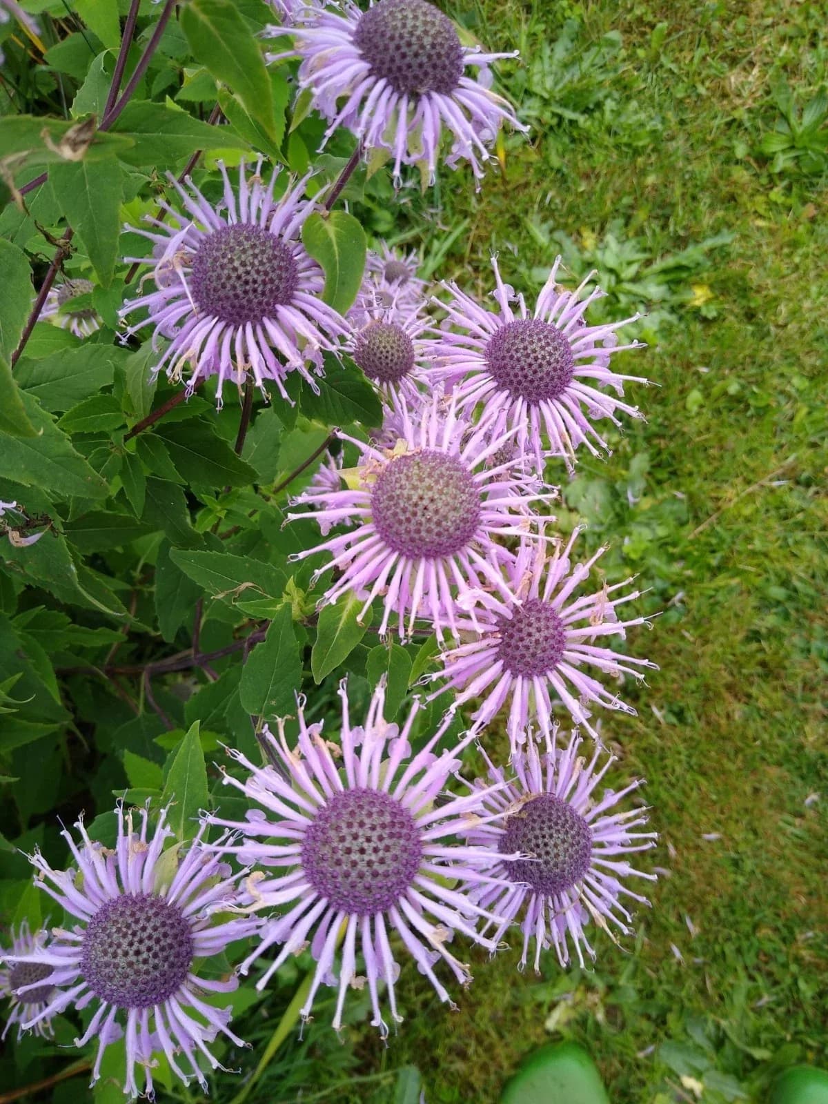 Bergamottmonarde Samen aus unserem Naturgarten auf Last Farm