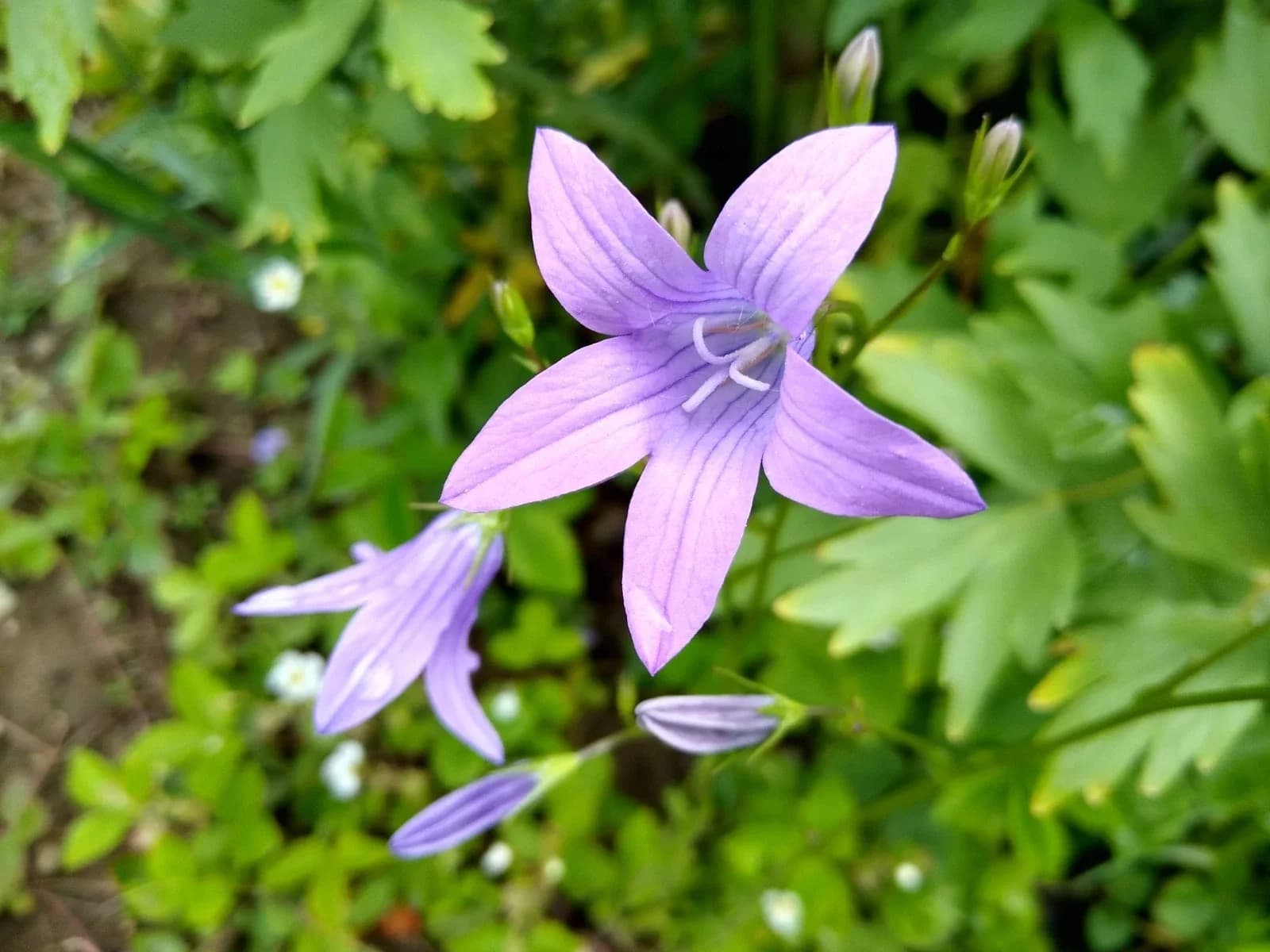 Wiesen-Glockenblume Samen aus unserem Naturgarten auf Last Farm