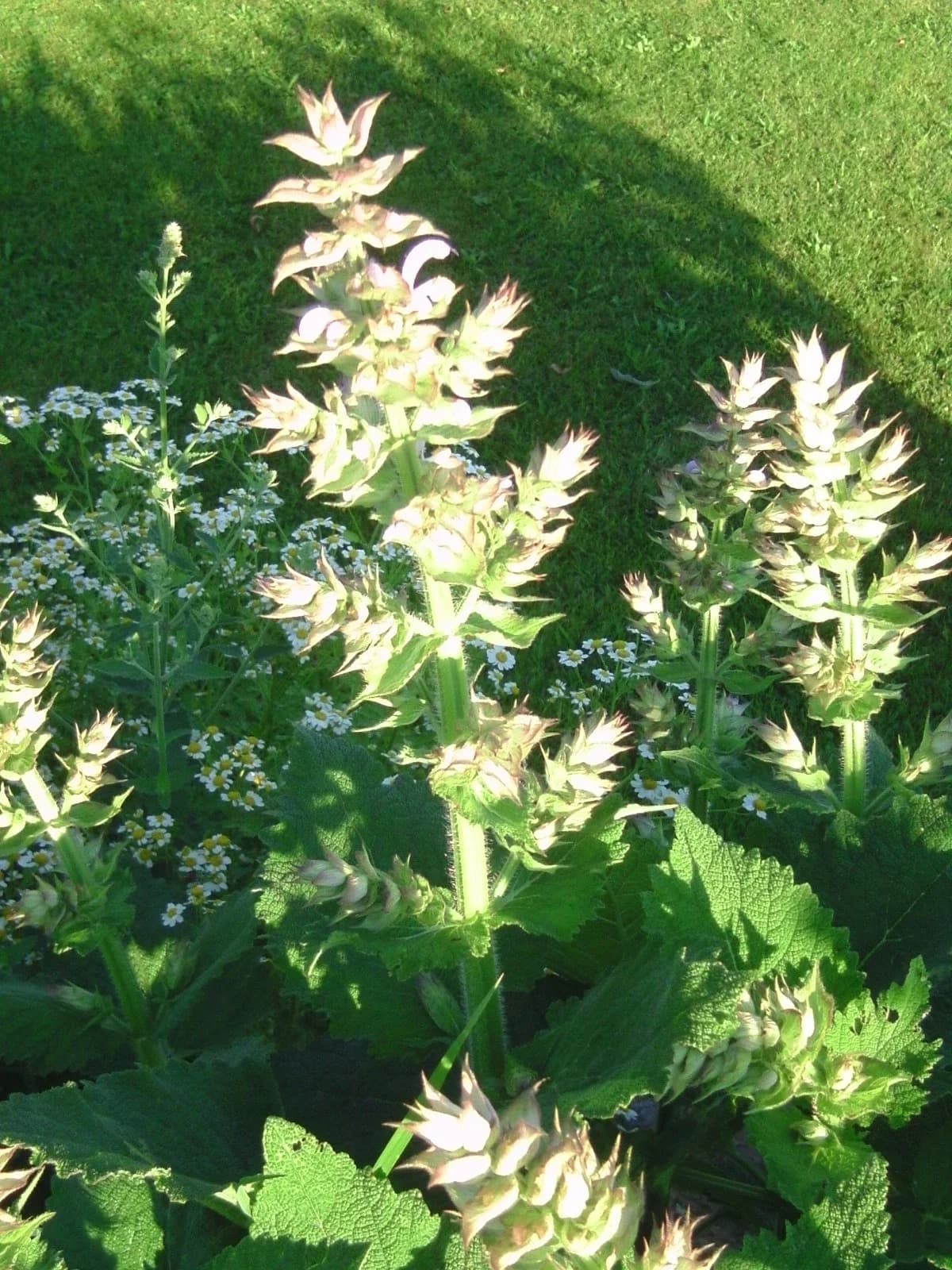 Muskatellersalbei Samen aus unserem Naturgarten auf Last Farm