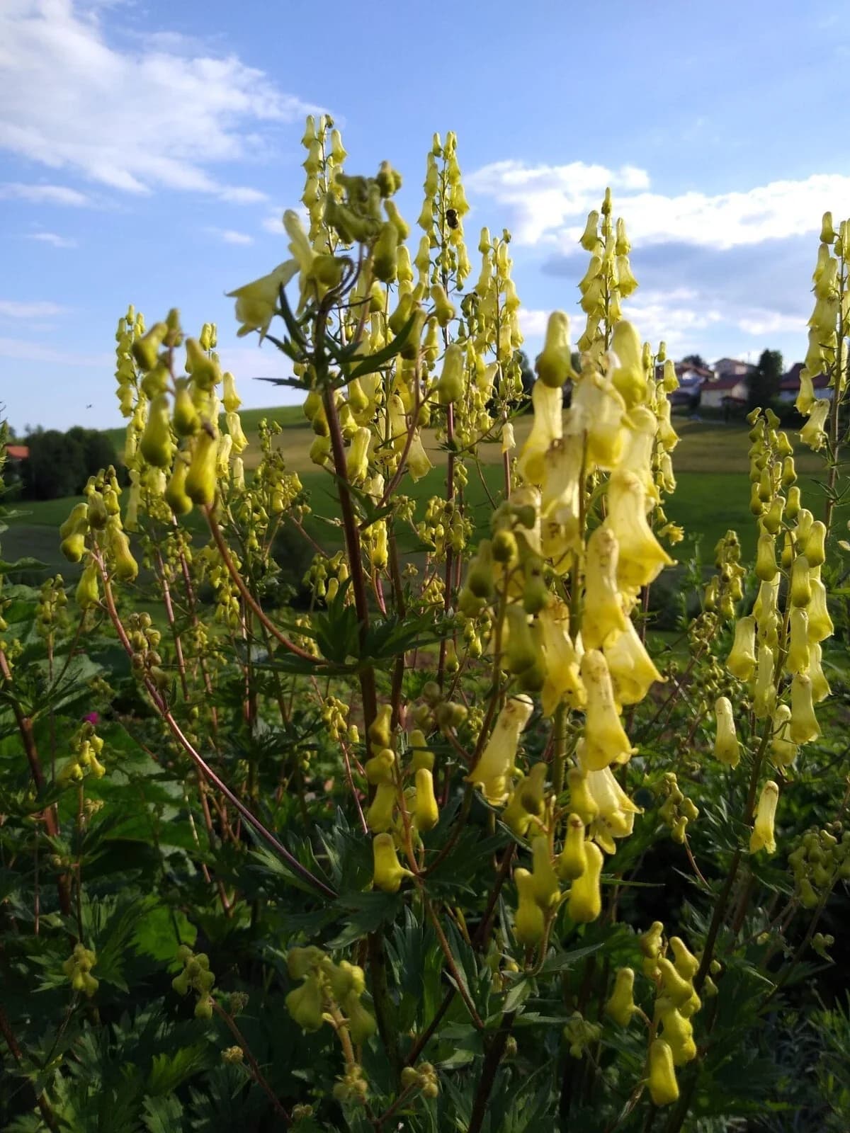 Gelber Eisenhut Samen aus unserem Naturgarten auf Last Farm