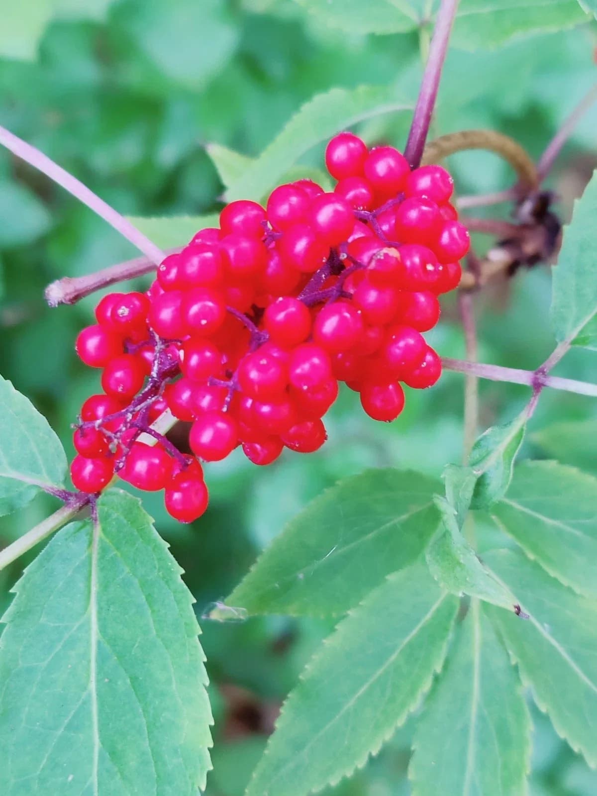 Roter Holunder Samen aus unserem Naturgarten auf Last Farm
