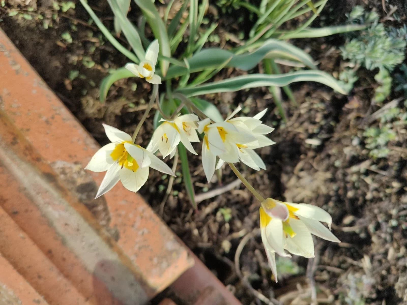 Wildtulpe Samen aus unserem Naturgarten auf Last Farm
