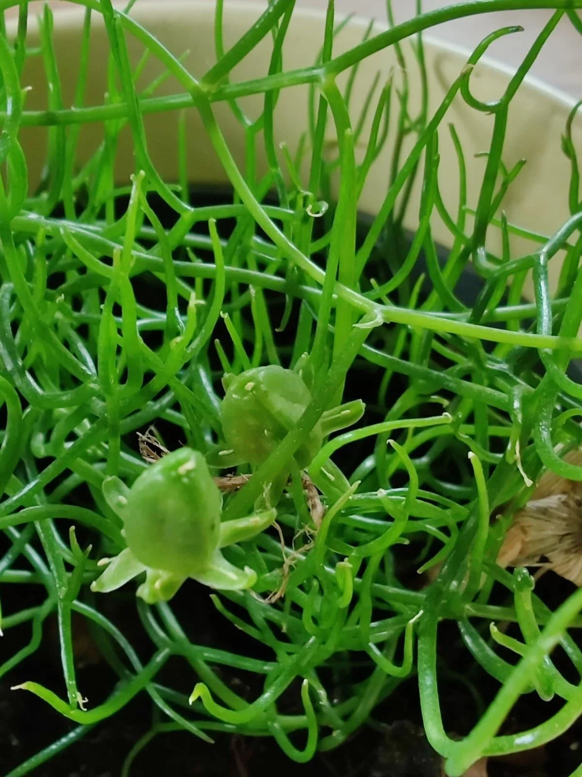 Bowiea Kletterzwiebel Samen aus unserem Naturgarten auf Last Farm