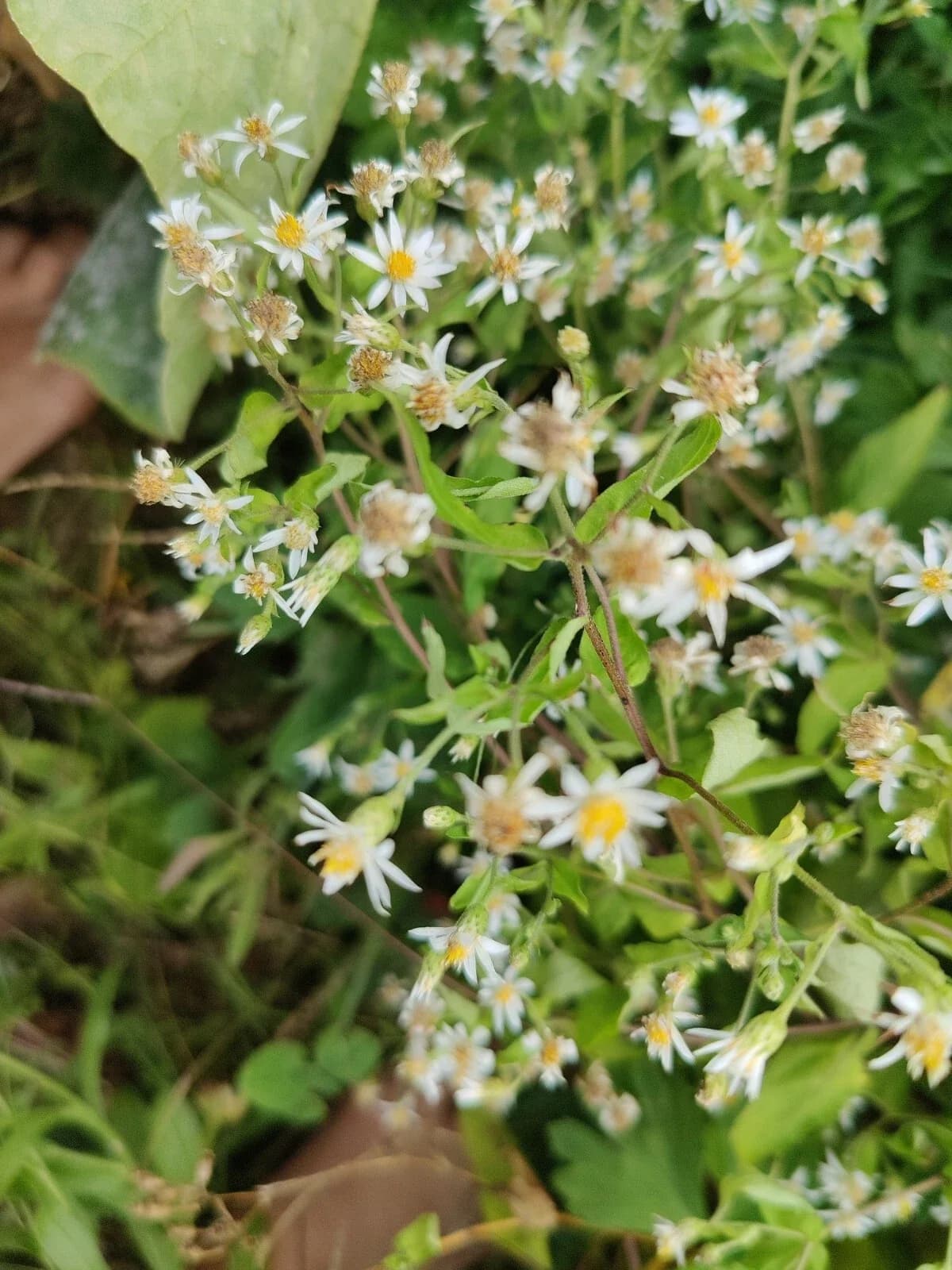 Kleinblütige Herbst-Aster Samen aus unserem Naturgarten auf Last Farm