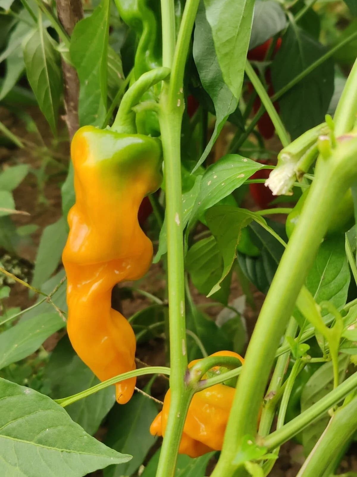 Chili „Lucifer’s Dream“ Samen aus unserem Naturgarten auf Last Farm