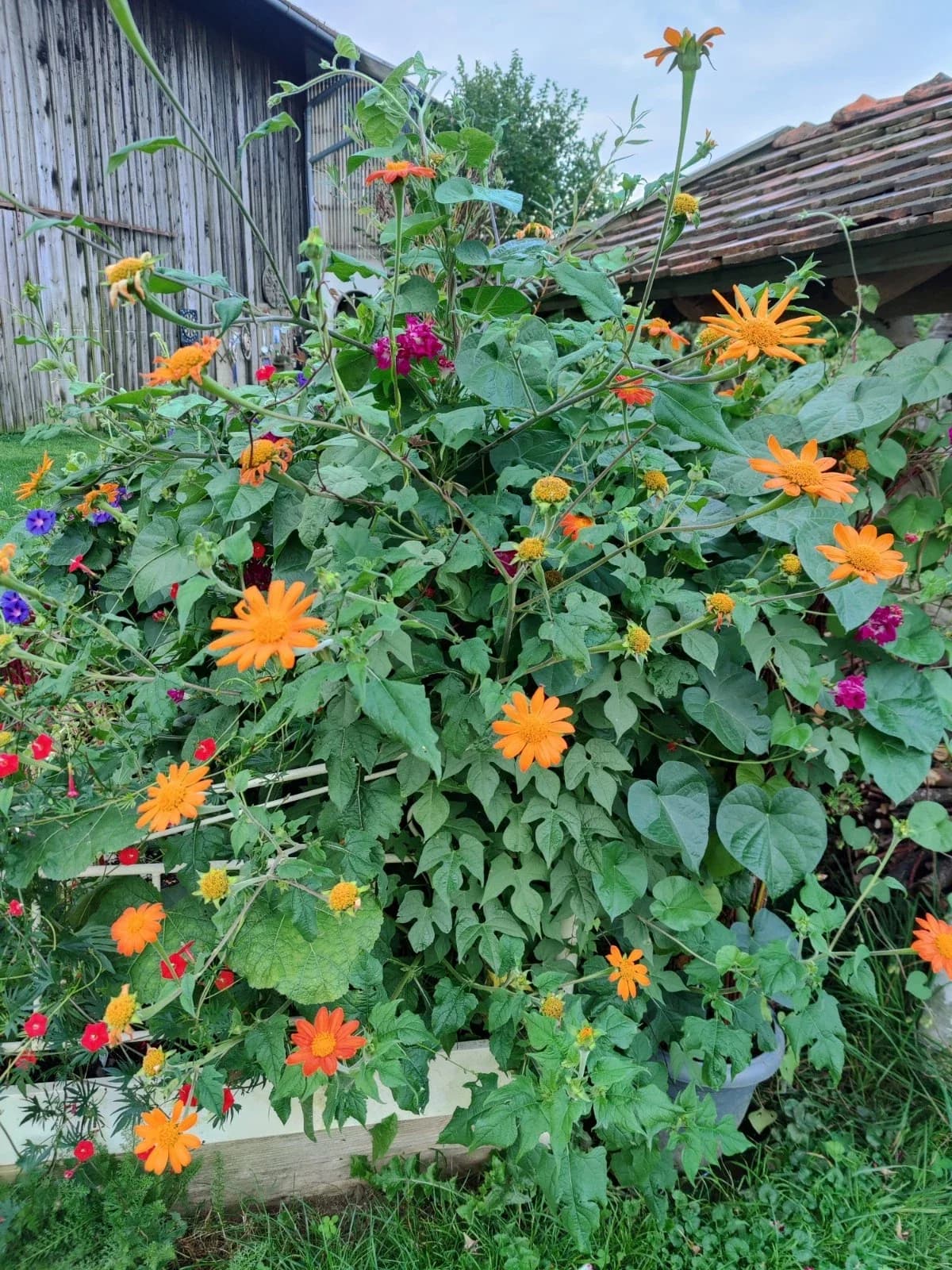 Mexikanische Sonnenblume Samen aus unserem Naturgarten auf Last Farm
