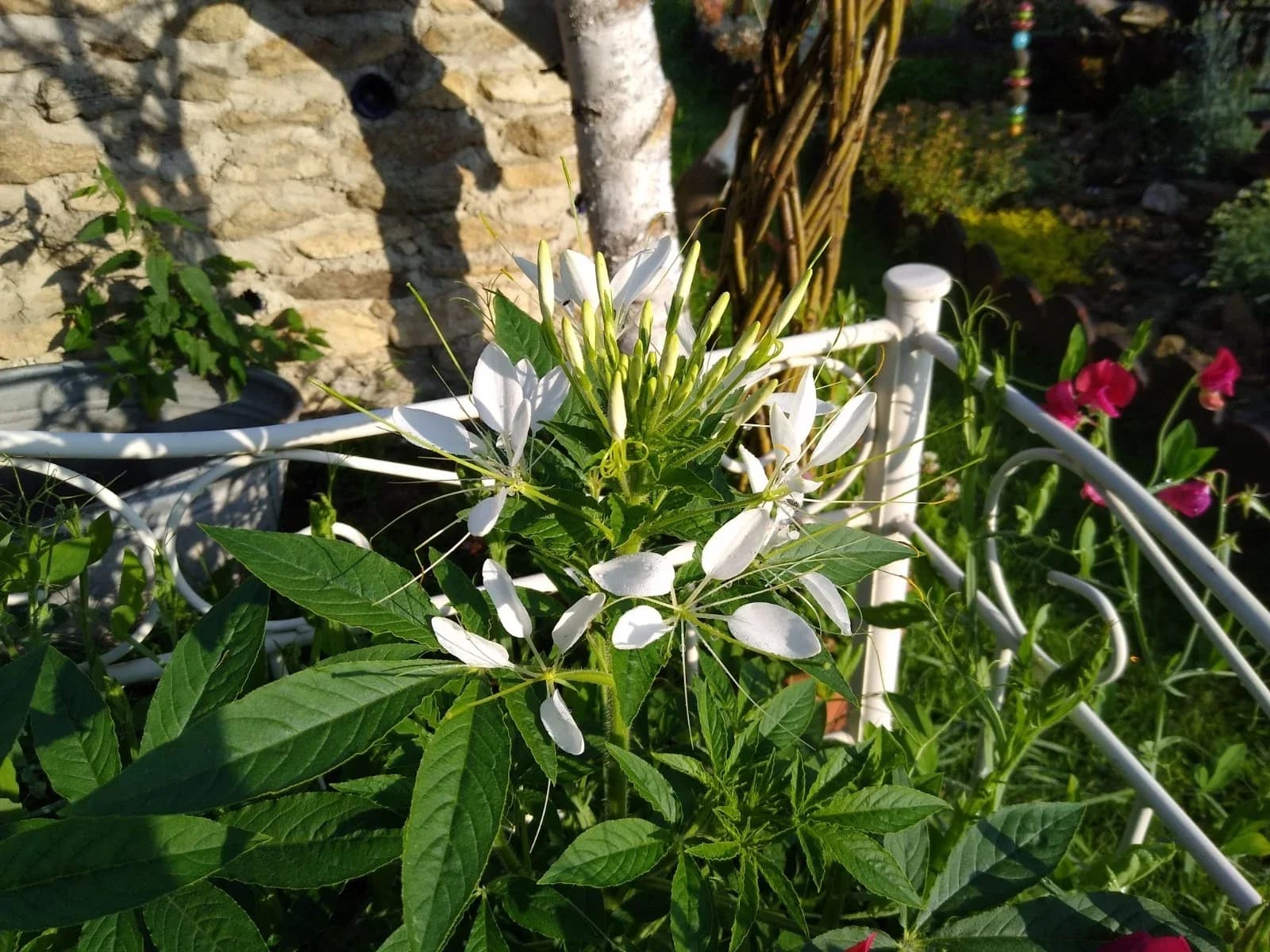 Spinnenblume weiß Samen aus unserem Naturgarten auf Last Farm