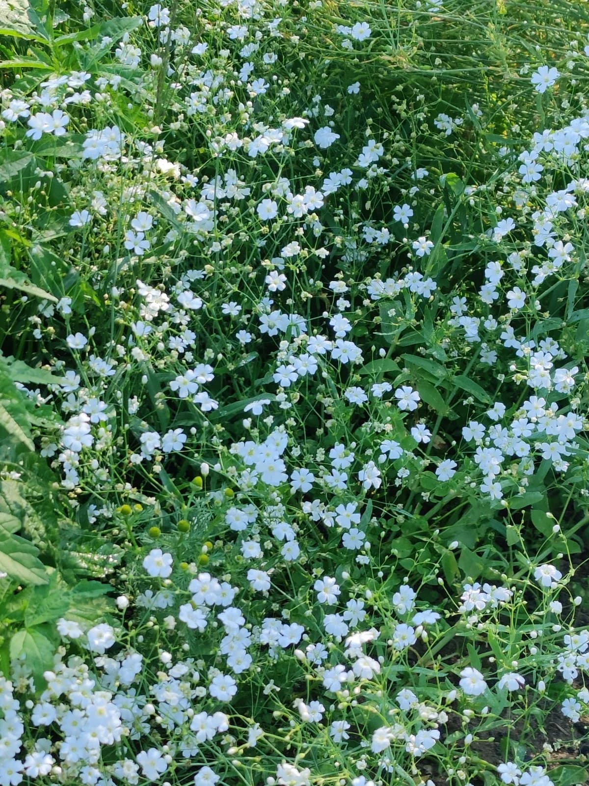 Schleierkraut Samen aus unserem Naturgarten auf Last Farm