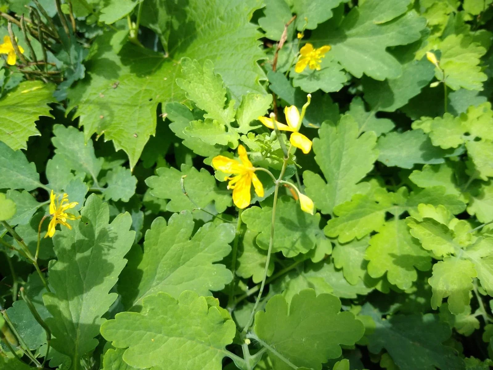 Schöllkraut Samen aus unserem Naturgarten auf Last Farm