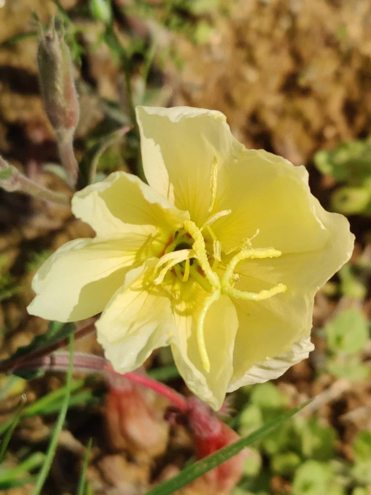 Duftnachtkerze Samen aus unserem Naturgarten auf Last Farm