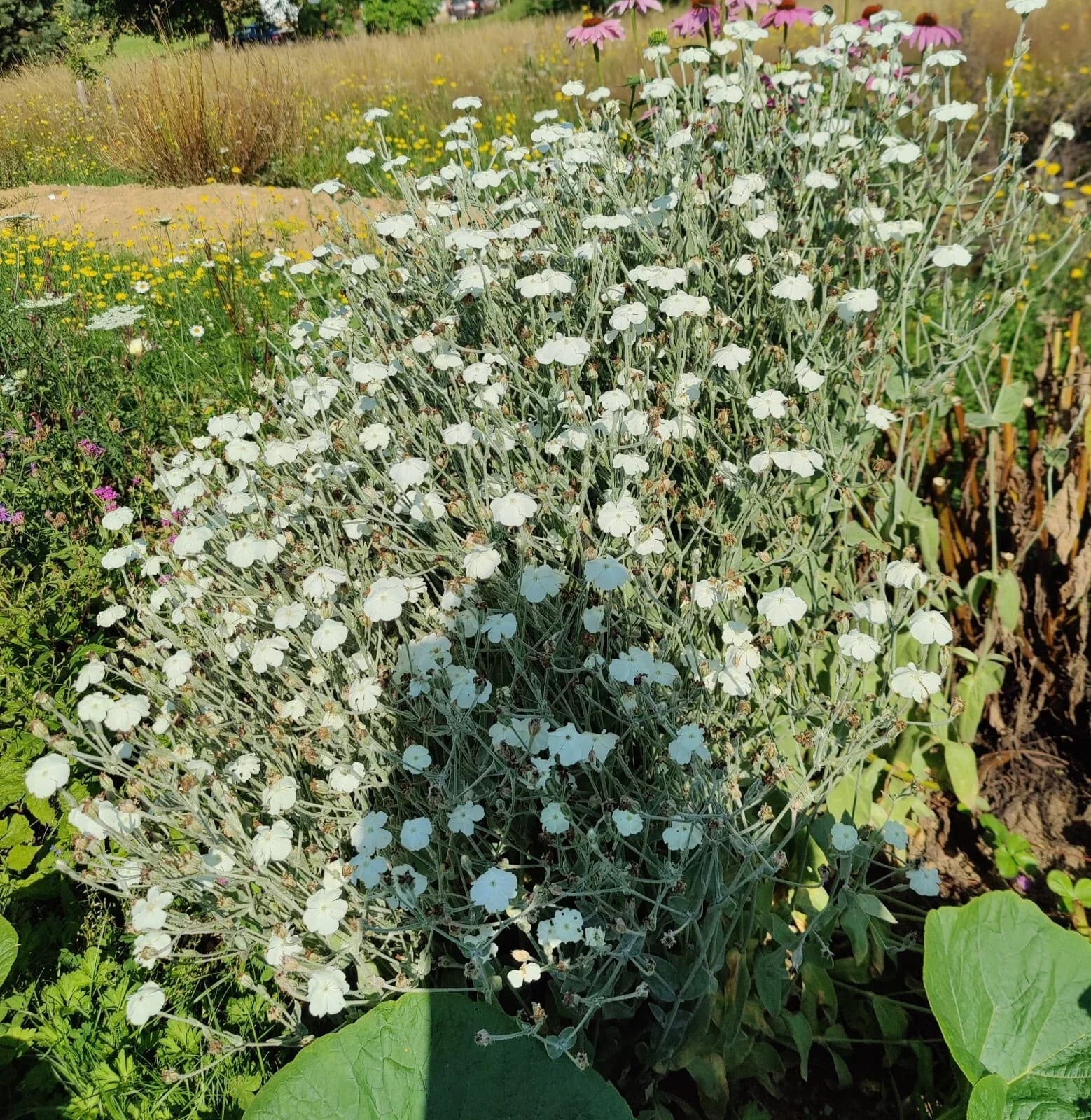 Vexiernelke weiß Samen aus unserem Naturgarten auf Last Farm