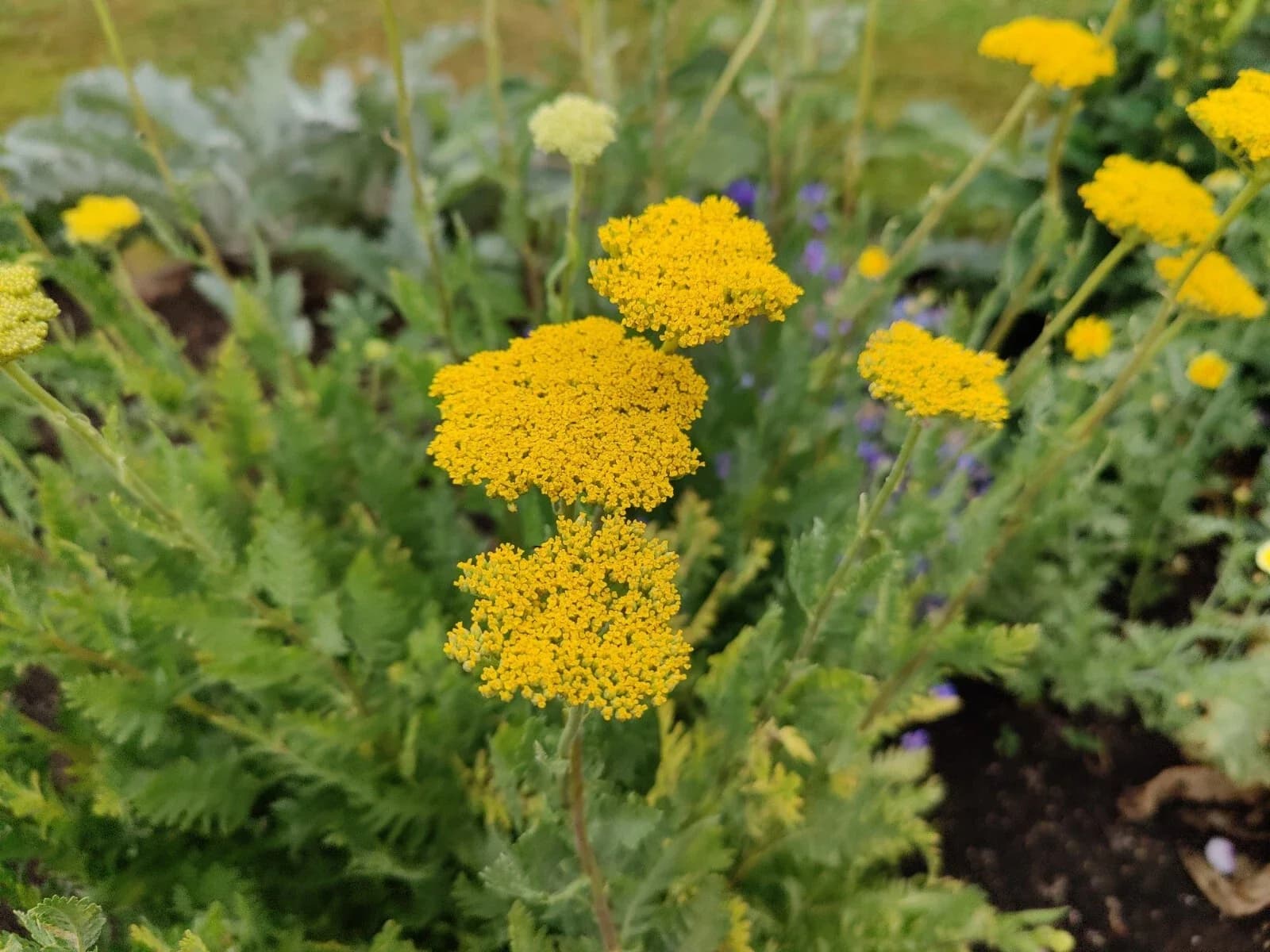 Schafgarbe, gelb Samen aus unserem Naturgarten auf Last Farm