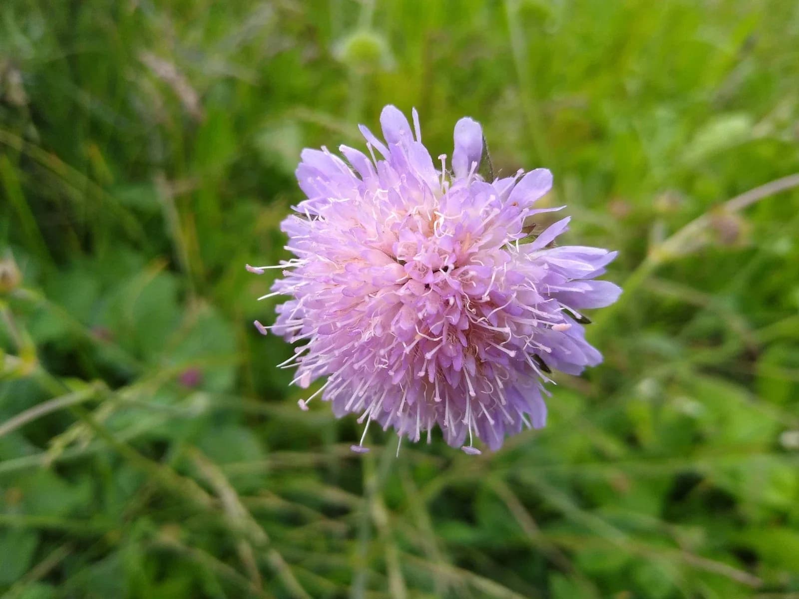 Witwenblume Samen aus unserem Naturgarten auf Last Farm
