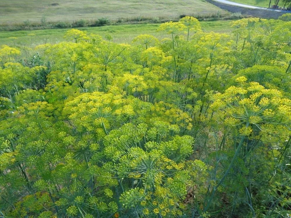 Dill Samen aus unserem Naturgarten auf Last Farm
