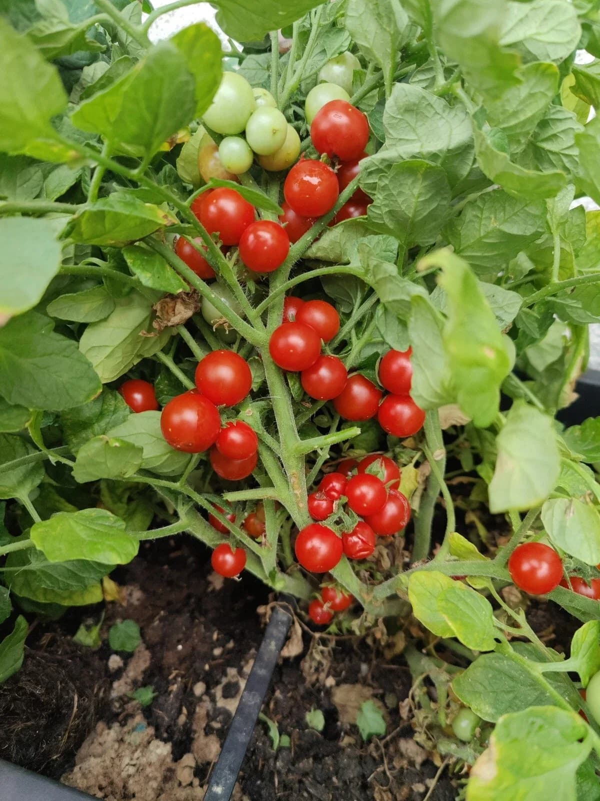 Buschtomate "Bajaja" Samen aus unserem Naturgarten auf Last Farm