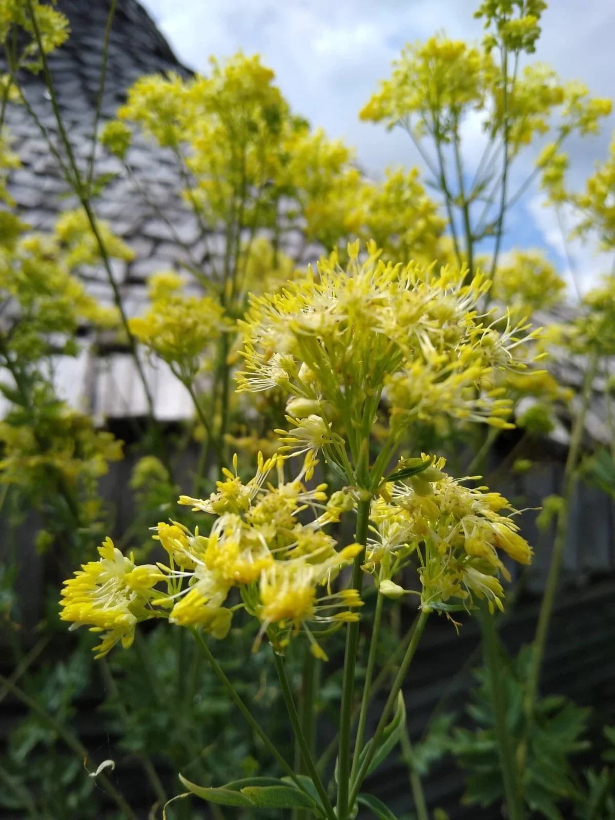 Akeleiblättrige Wiesenraute, gelb Samen aus unserem Naturgarten auf Last Farm