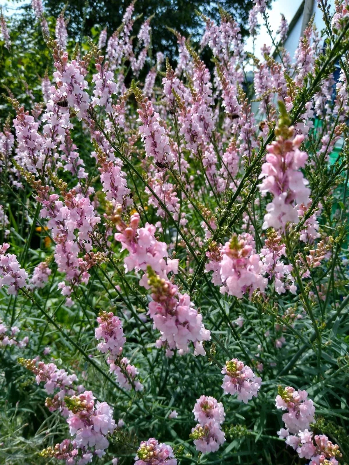 Italienisches Leinkraut Rosa Samen aus unserem Naturgarten auf Last Farm