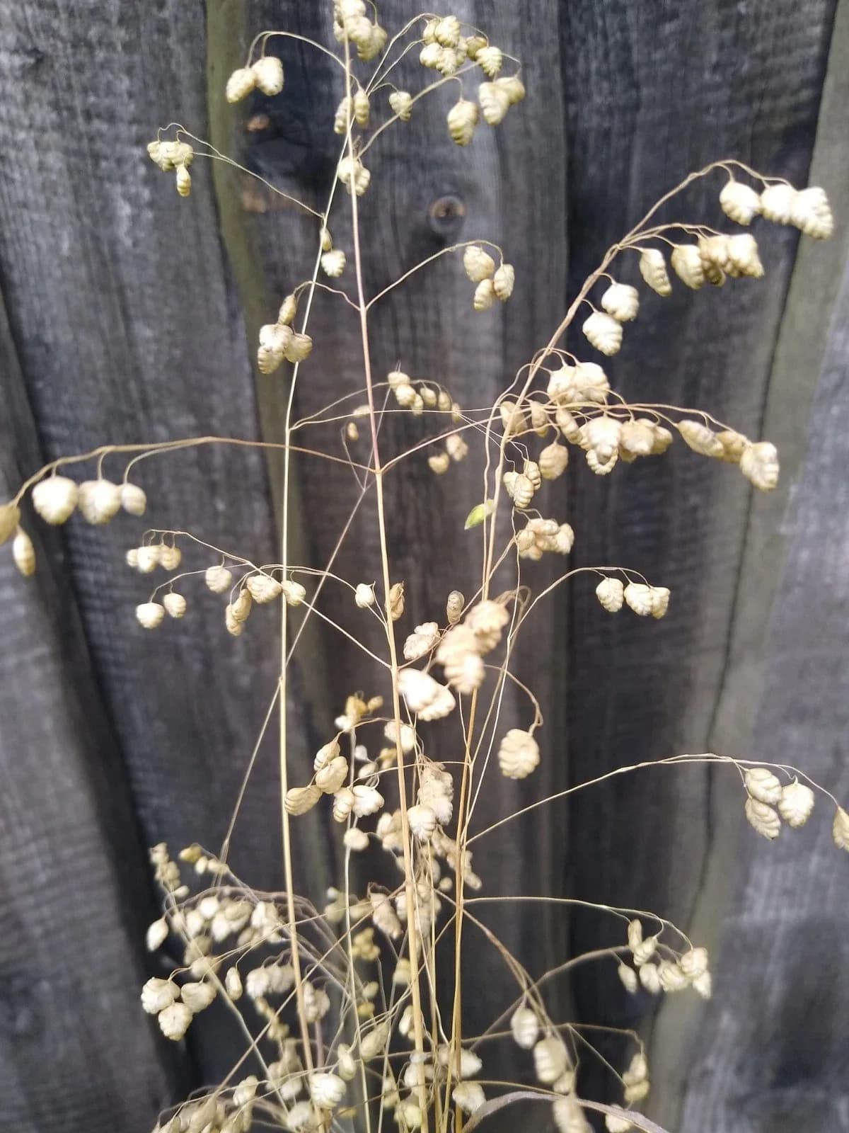 Zittergras Samen aus unserem Naturgarten auf Last Farm