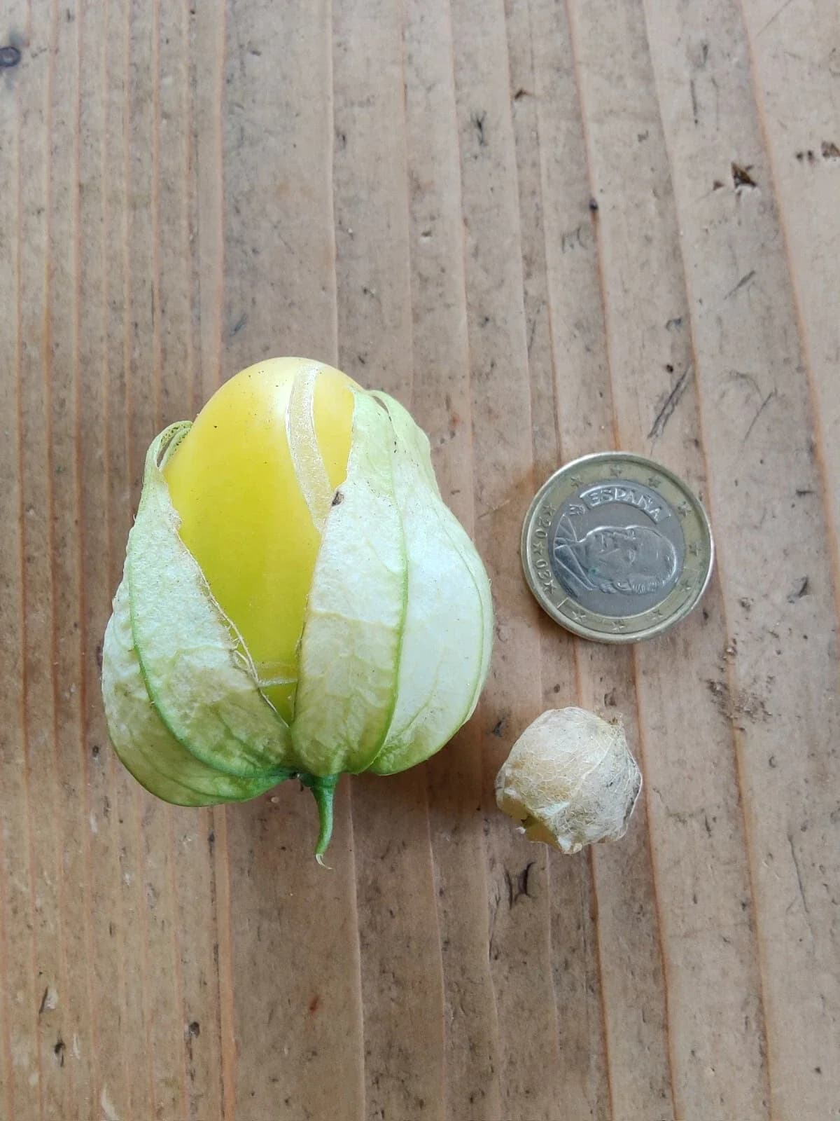 Tomatillo "Queen of Malinalco" Samen aus unserem Naturgarten auf Last Farm