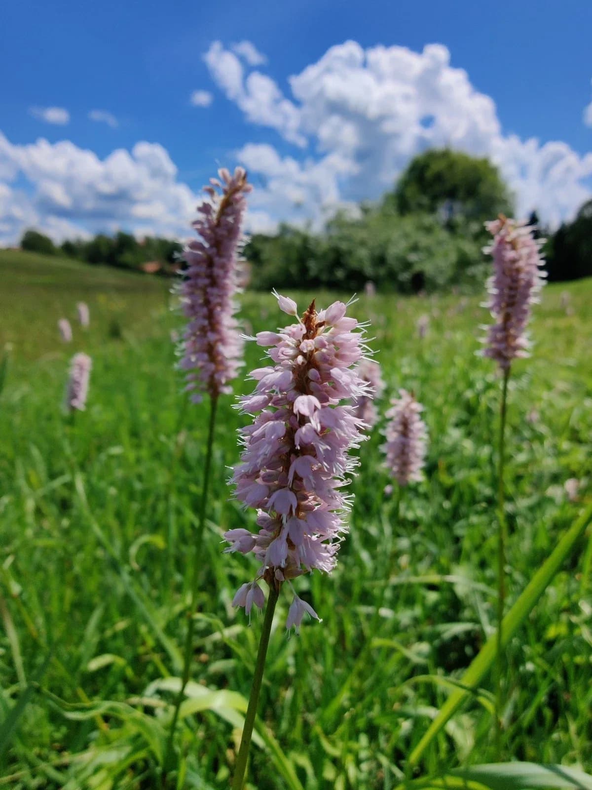 Schlangenknöterich Samen aus unserem Naturgarten auf Last Farm