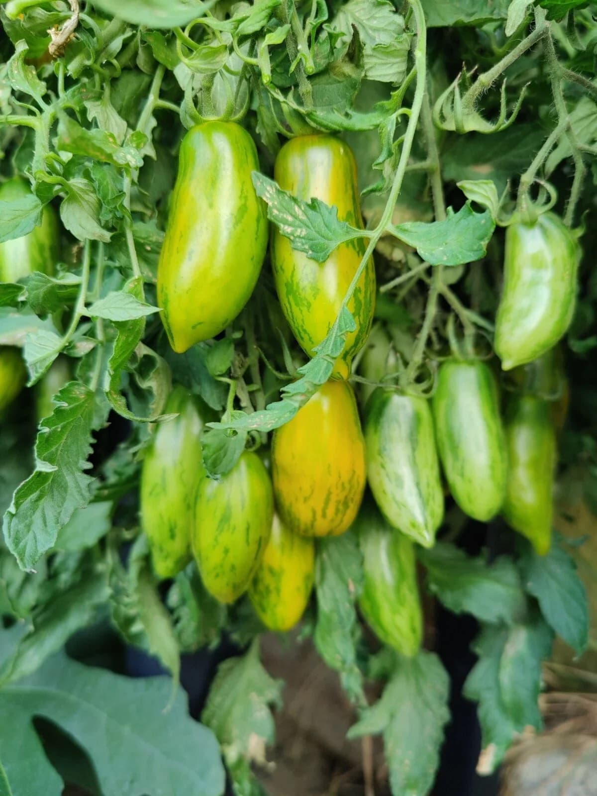 Ampeltomate "Green Sausage" Samen aus unserem Naturgarten auf Last Farm
