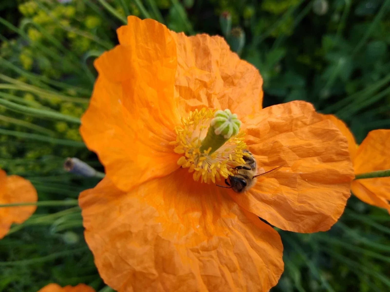 Islandmohn Samen aus unserem Naturgarten auf Last Farm