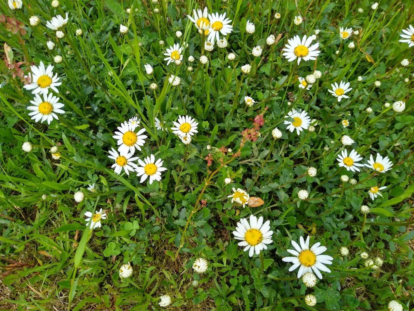 Magerwiesen-Margerite Samen aus unserem Naturgarten auf Last Farm