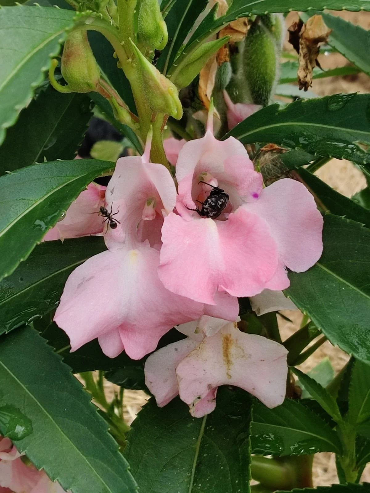 Balsamine hellrosa Samen aus unserem Naturgarten auf Last Farm