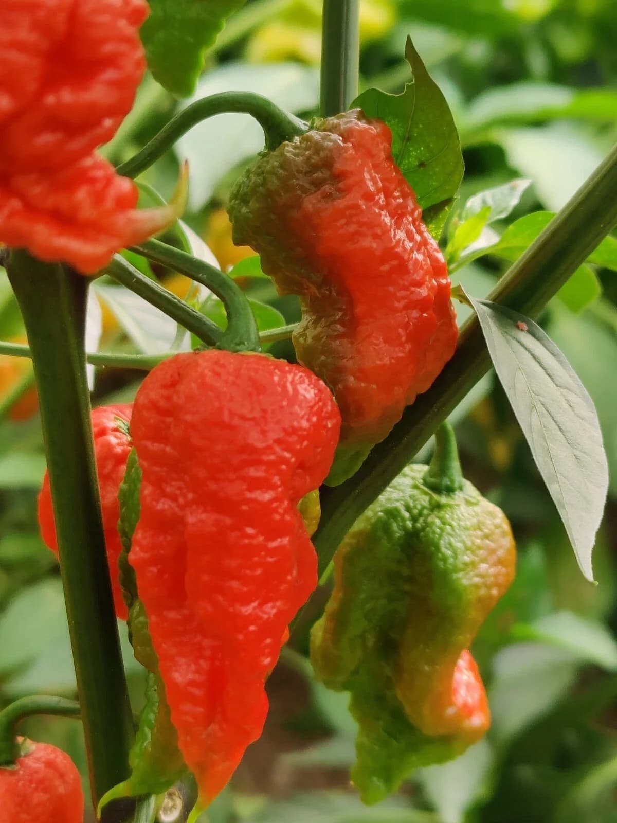 Chili „Carolina Reaper“ Samen aus unserem Naturgarten auf Last Farm