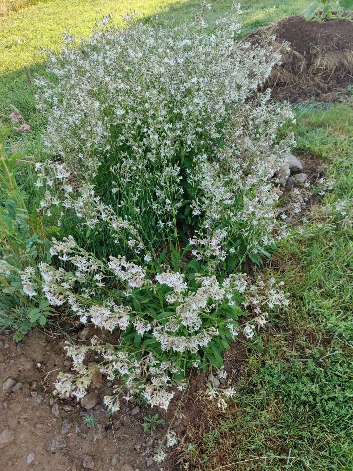 Nickendes Leimkraut Samen aus unserem Naturgarten auf Last Farm